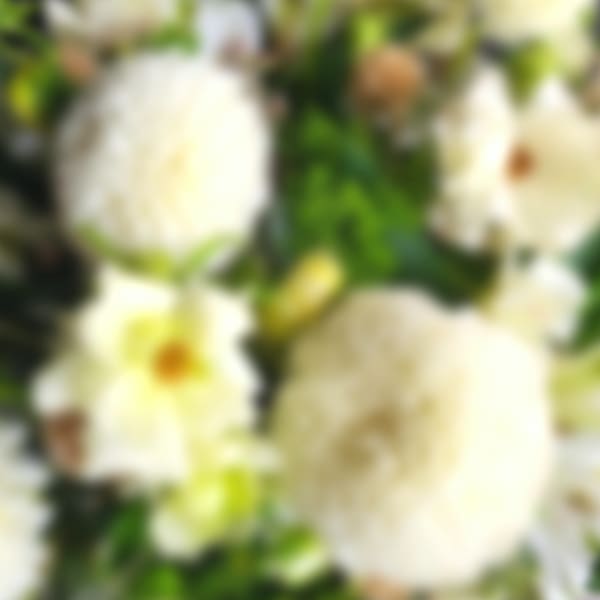 Blurred close-up of white flowers with yellow centers and green foliage