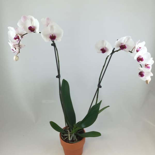 Beautiful Orchid Plant