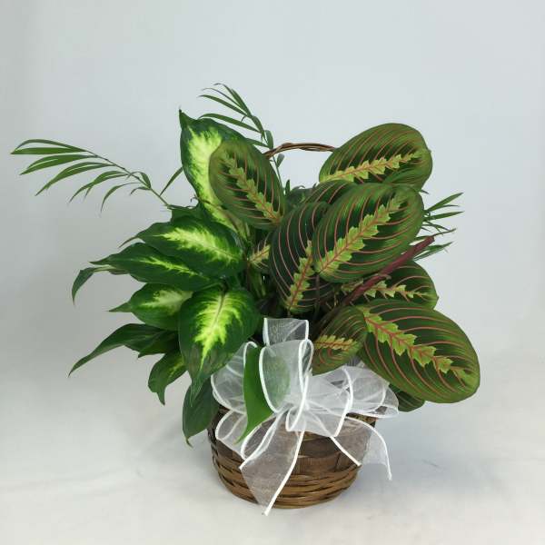 Basket of assorted green houseplants with a white ribbon bow