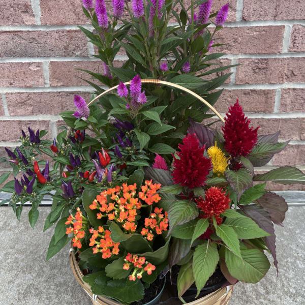 Basket of potted flowering plants with purple, red, and orange blooms