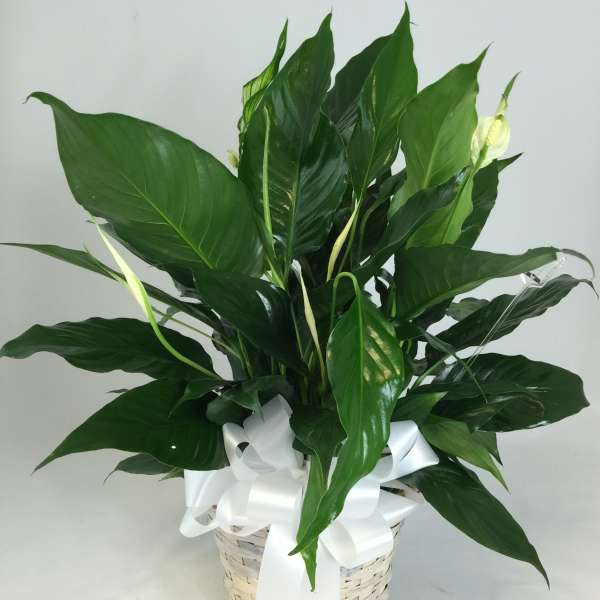 Potted peace lily in a woven basket with a white ribbon