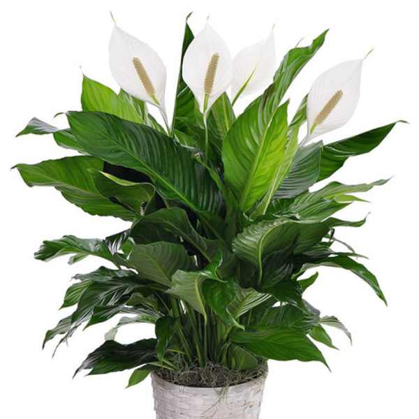 Potted peace lily with white blooms in a woven basket