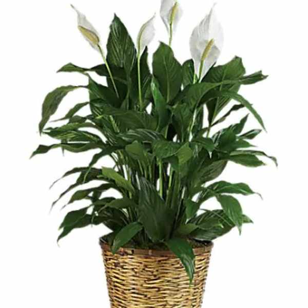 Potted peace lily plant in a woven basket