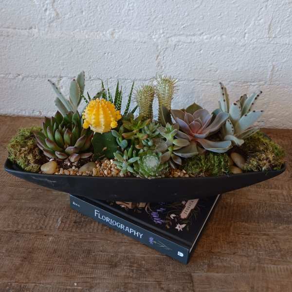 Succulent arrangement in a black shallow planter with pebbles and moss