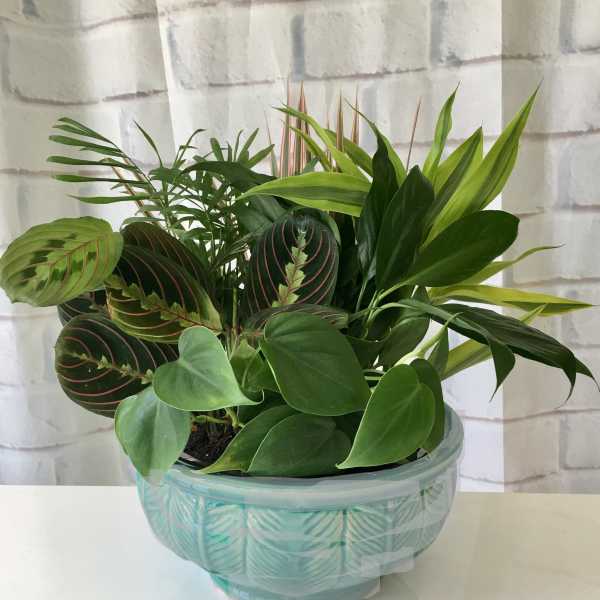 Mixed green houseplants arranged in a turquoise bowl planter