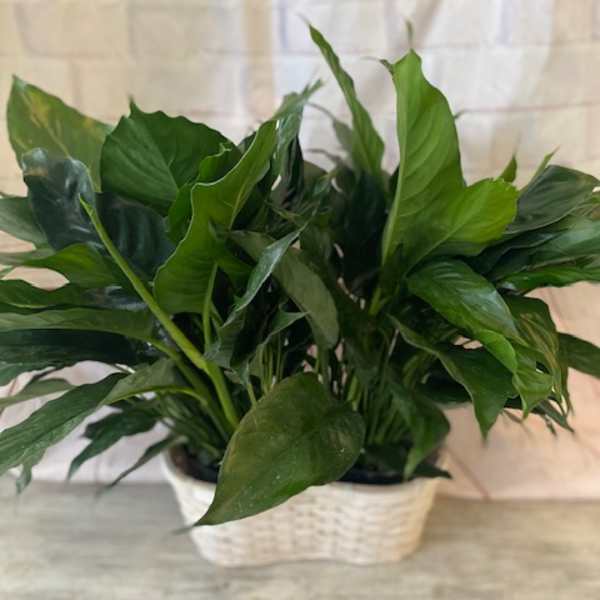 Potted green houseplant in a white woven basket