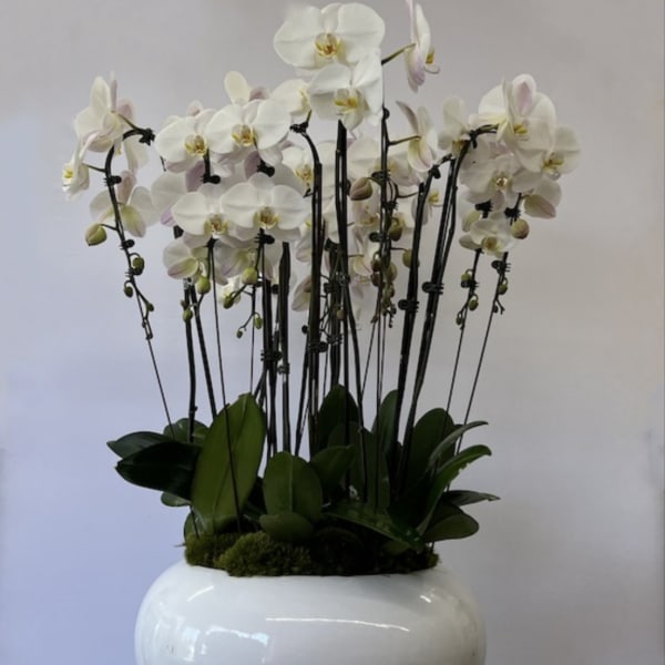 Pure Orchid Love