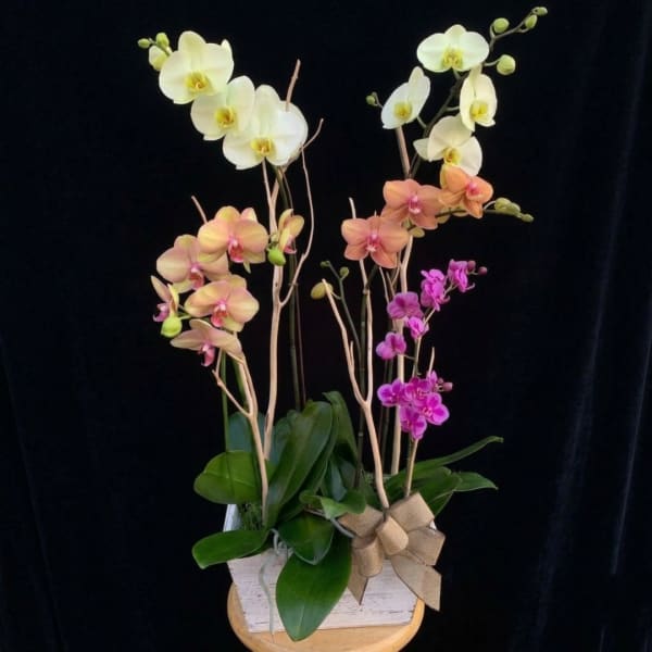 Potted orchid arrangement with white, peach, and magenta blooms in a white container