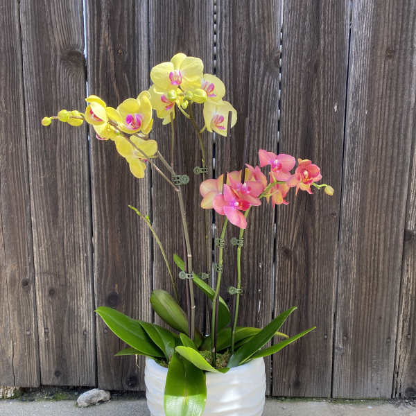 Summer vibes