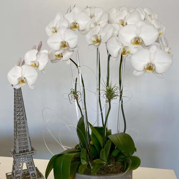 White orchids in a gray pot beside a small Eiffel Tower decoration