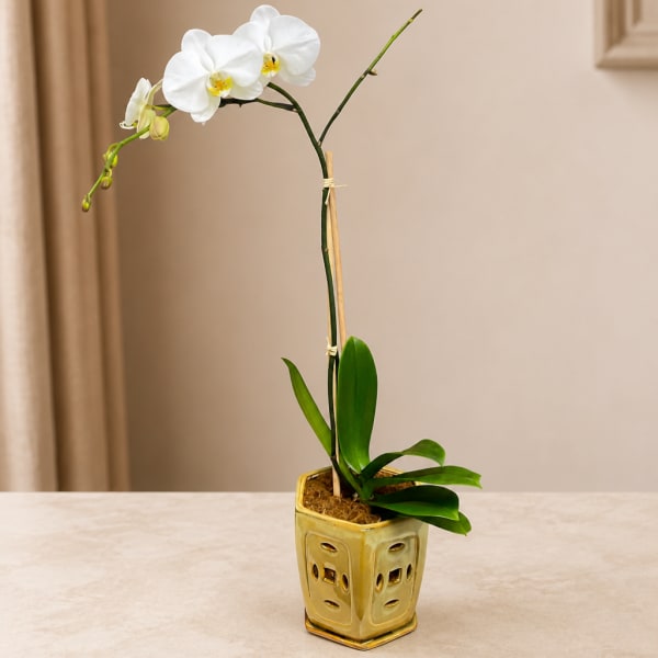 White orchid plant in a gold ceramic pot on a tabletop