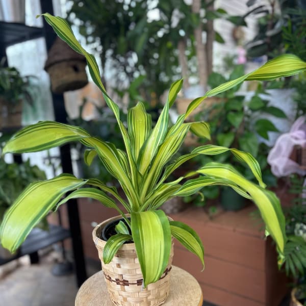 Variegated green houseplant in a woven basket pot