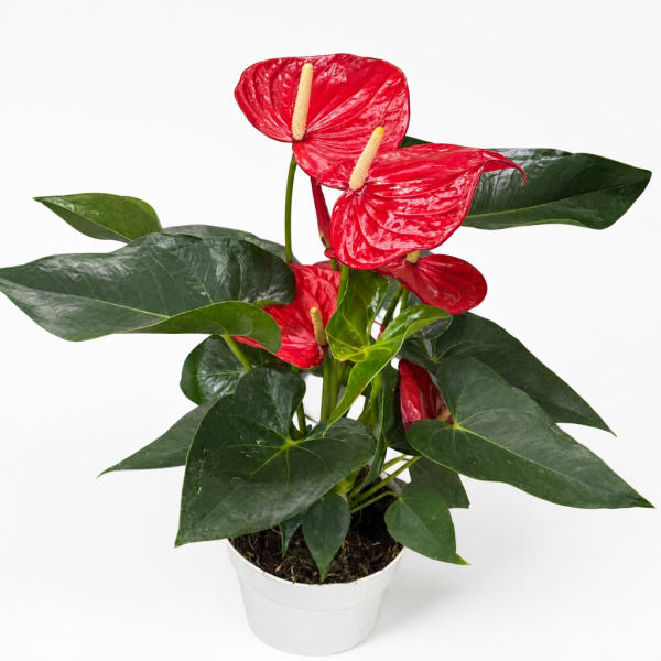 Potted plant with red anthurium flowers and dark green leaves in a white container