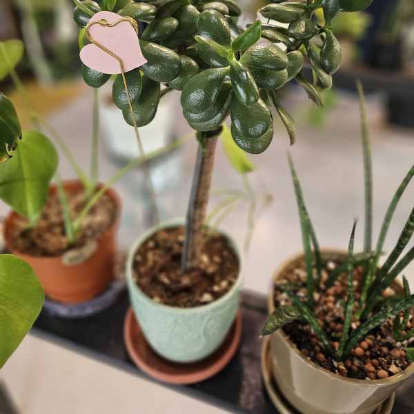 Jade tree