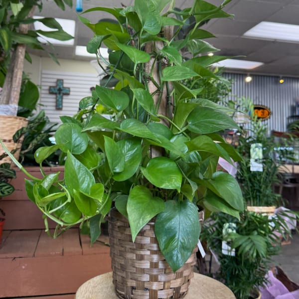 Potted trailing green houseplant in a woven basket planter