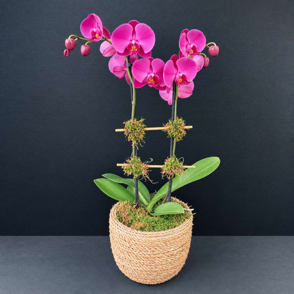 Pink orchid plant in a woven basket planter
