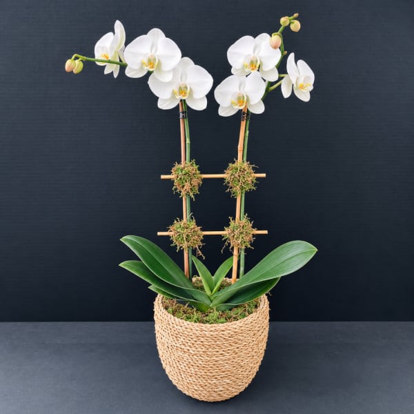 White orchid plant in a woven basket planter