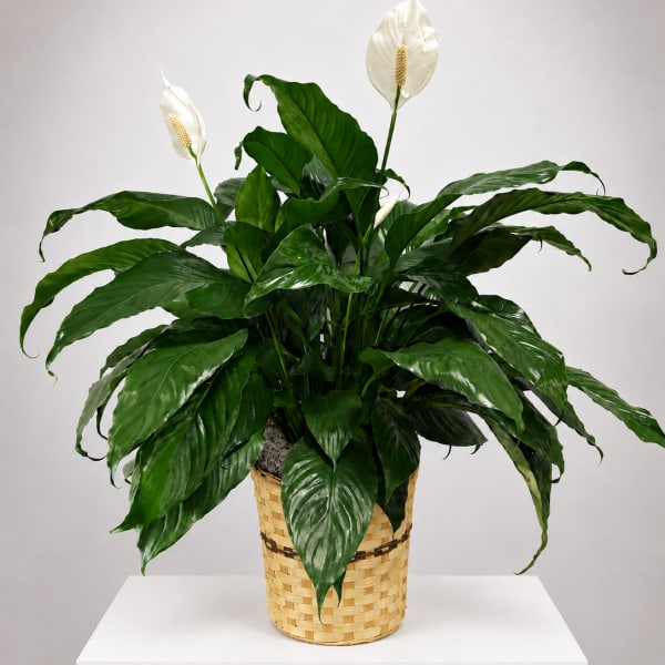 Potted peace lily with white blooms in a woven basket