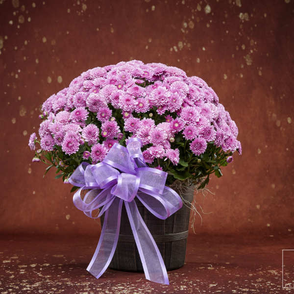 Fall Blooming Plant