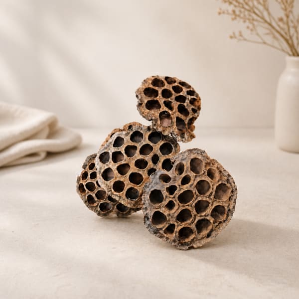 Three dried seed pods arranged on a neutral tabletop