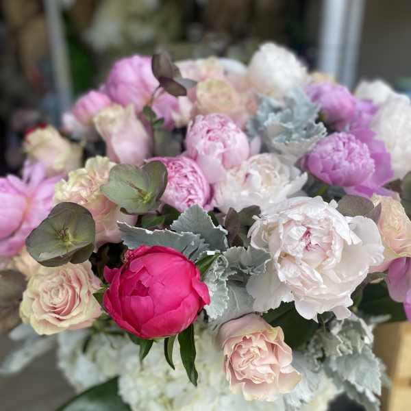 Majestic Peonies