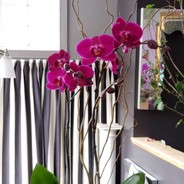 24K Phalaenopsis