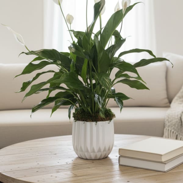 Potted peace lily in a white ceramic planter on a table