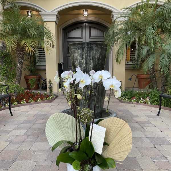 Precious orchids