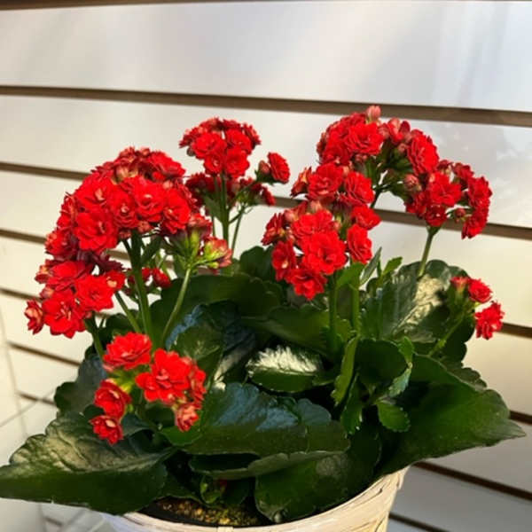 Calandiva - Red