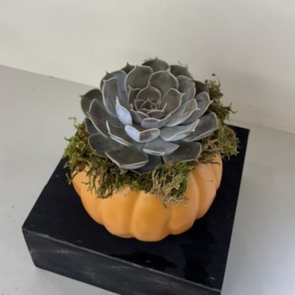 Succulent arrangement in a pumpkin-shaped container on a black box
