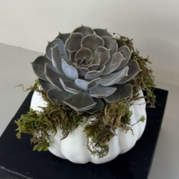 Gray succulent arrangement in a white pumpkin container with moss