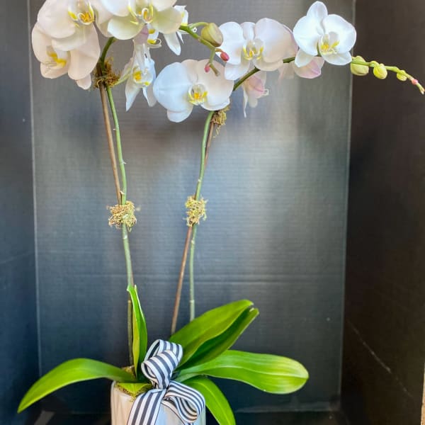White orchid plant in a white pot with a striped ribbon