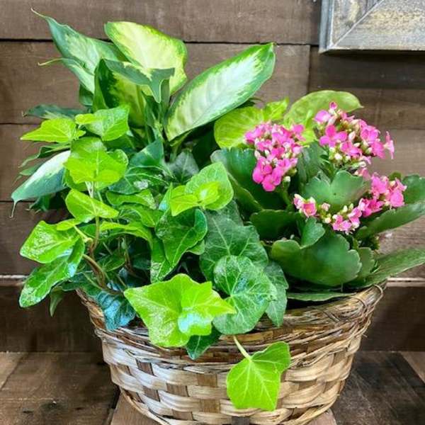 Basket of green plants with pink flowers