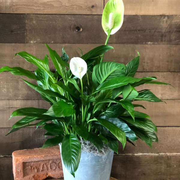 Potted peace lily with white blooms in a metal container