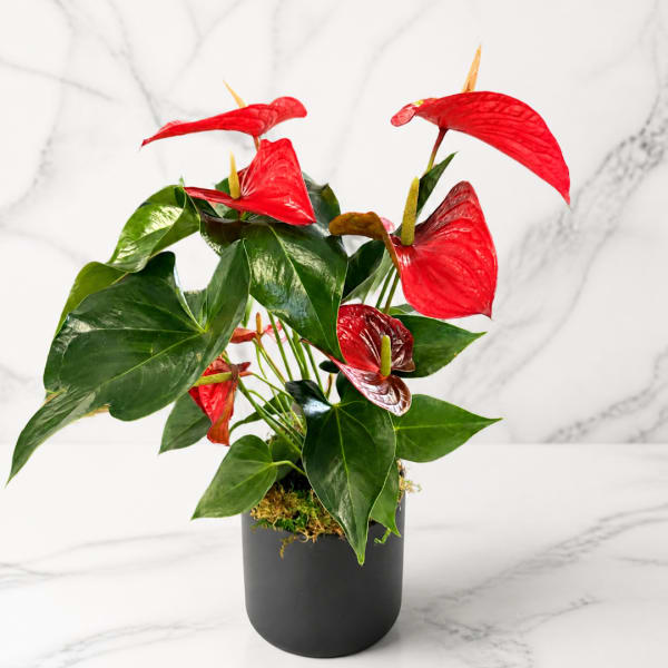 Red anthurium plant in a black pot
