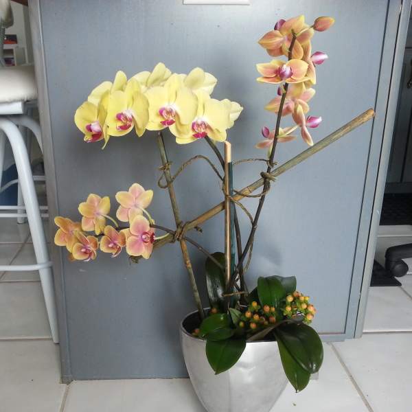 Orchid Plant