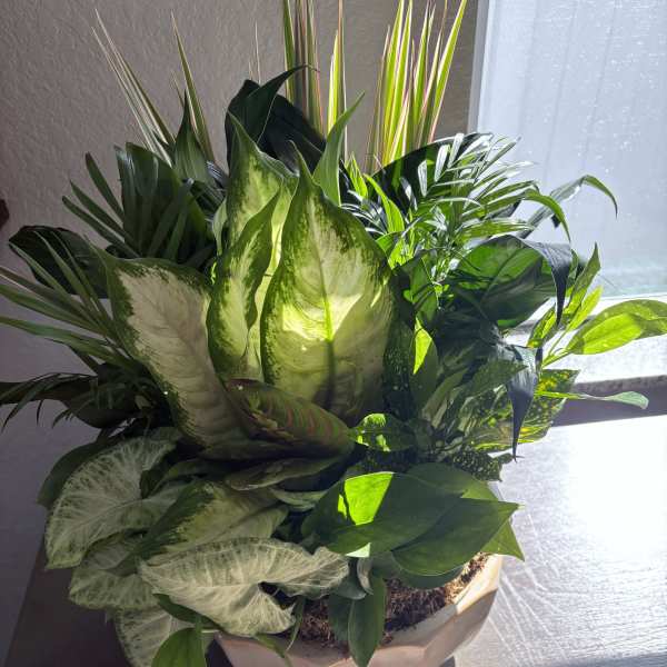Mixed green houseplants in a white ceramic bowl planter