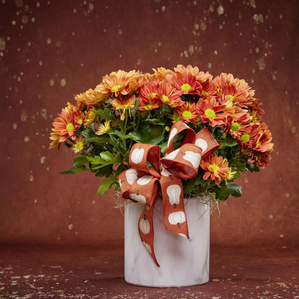 Fall Mum Plant
