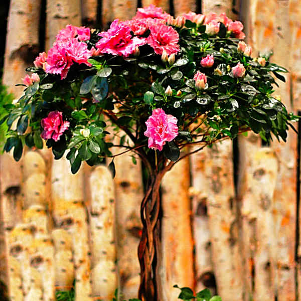 Pink flowering topiary in a planter with purple blooms at the base
