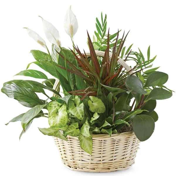 Basket planter with assorted green houseplants and white peace lily blooms