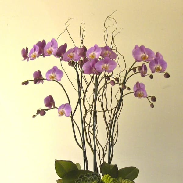 Purple orchids arranged in a beige pot with succulents