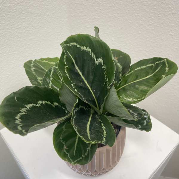 Potted green houseplant with patterned leaves in a pink ceramic pot
