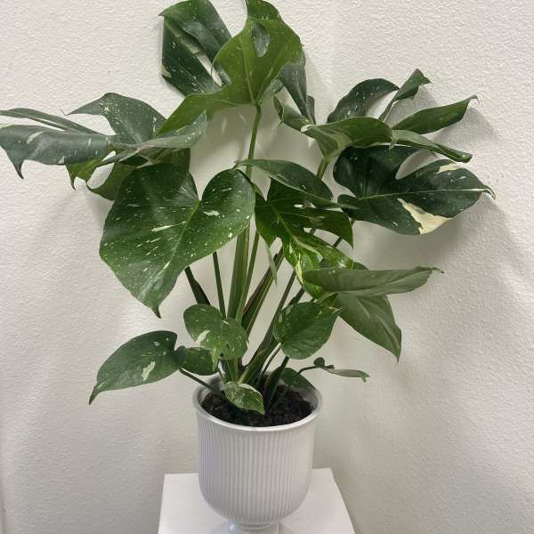 Potted variegated monstera plant in a white pedestal planter