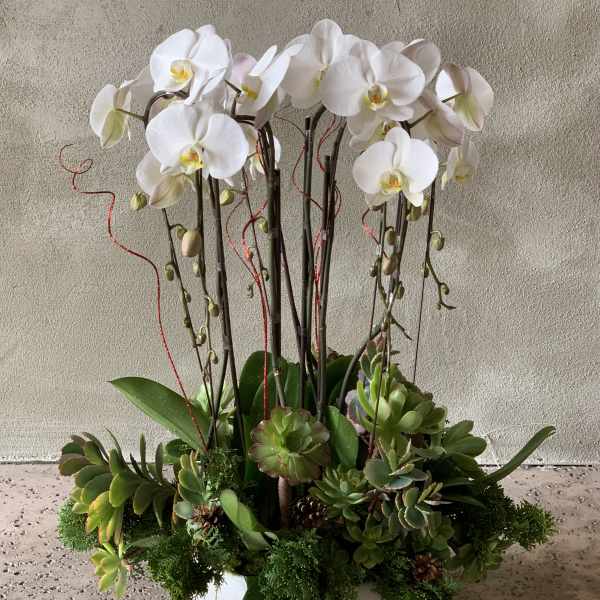 White orchids and succulents arranged in a white bowl planter