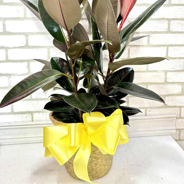 Potted rubber plant in a woven basket with a yellow bow