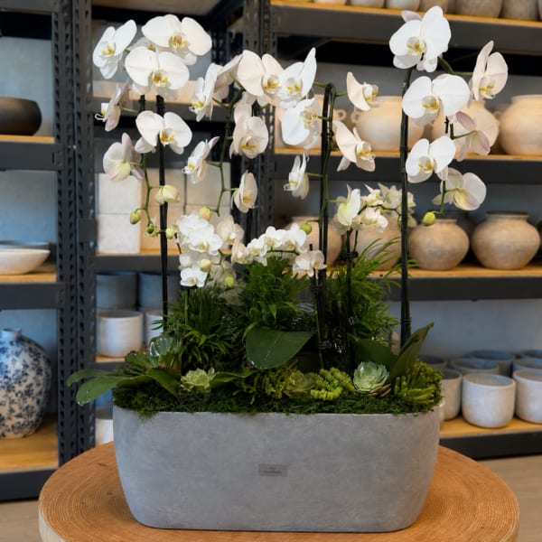 White orchids arranged in a gray rectangular planter
