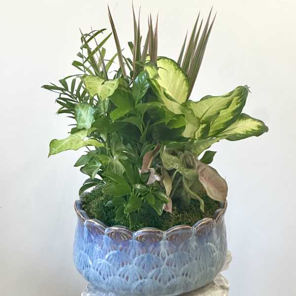 Mixed green houseplants arranged in a blue ceramic pot