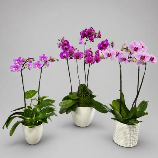 Three potted orchid plants with pink and purple blooms