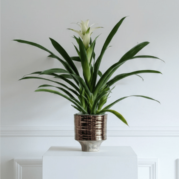 Quiet Bromeliad
