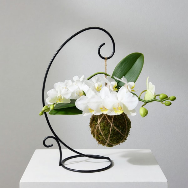 White orchids arranged in a hanging moss ball on a black metal stand